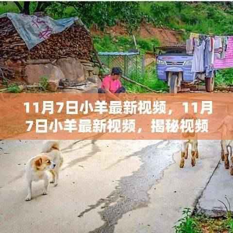 揭秘小羊最新视频内容,独特魅力令人陶醉