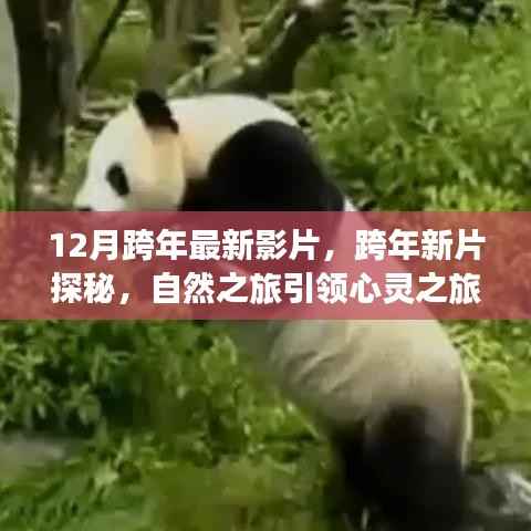跨年新片探秘,自然之旅引领心灵之旅,启程心灵宁静之旅