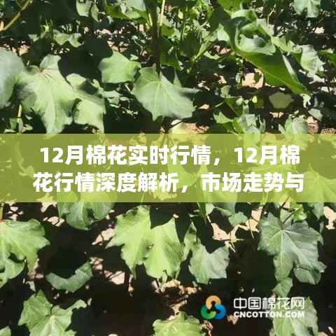 深度解析,12月棉花行情实时走势与市场观点探讨