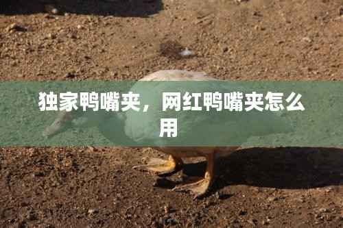 独家鸭嘴夹,网红鸭嘴夹怎么用