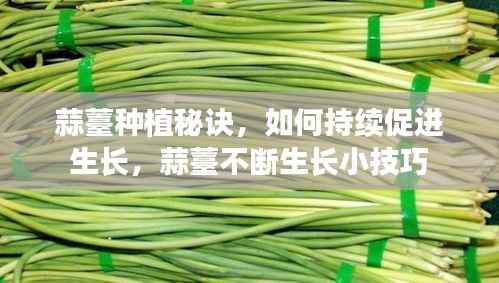 蒜薹种植秘诀,如何持续促进生长,蒜薹不断生长小技巧