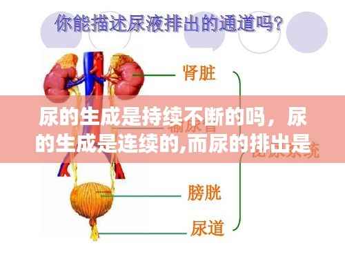 尿的生成是持续不断的吗,尿的生成是连续的,而尿的排出是间歇性的,这是因为