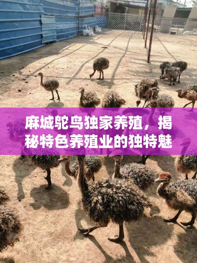 麻城鸵鸟独家养殖，揭秘特色养殖业的独特魅力