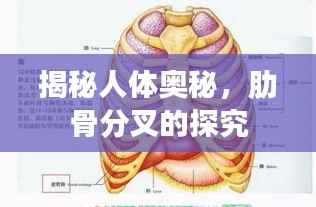 揭秘人体奥秘,肋骨分叉的探究