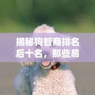 揭秘狗智商排名后十名,那些易被忽视的犬种特征解析