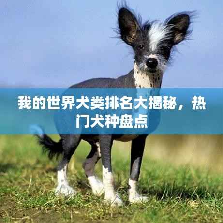 我的世界犬类排名大揭秘,热门犬种盘点