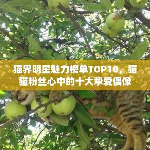 猫界明星魅力榜单TOP10,猫猫粉丝心中的十大挚爱偶像