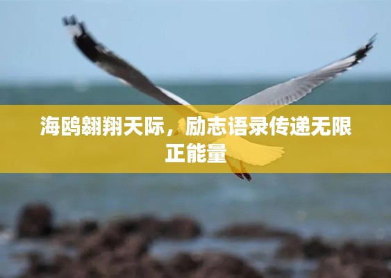 海鸥翱翔天际,励志语录传递无限正能量