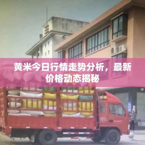 黄米今日行情走势分析,最新价格动态揭秘