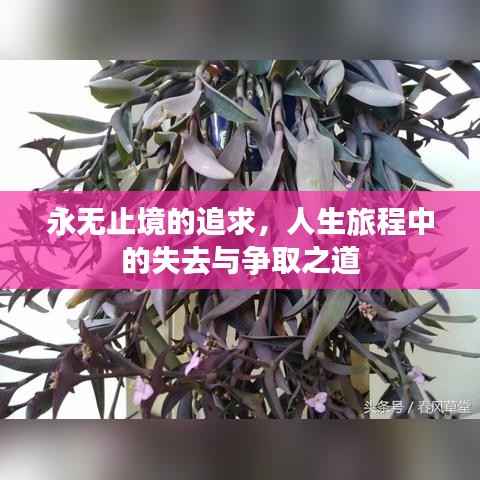 永无止境的追求,人生旅程中的失去与争取之道